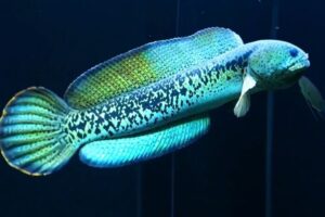 Ikan Channa Maru: Ciri-ciri, Habitan, Harga dan Cara Agar Tidak Gosong