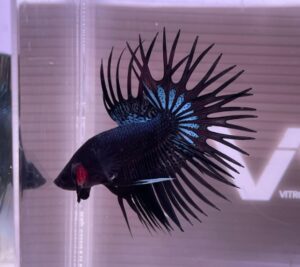 Ikan Cupang Avatar: Jenis, Cara Merawat, Pakan Terbaik dan Harganya