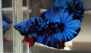 Ikan Cupang Avatar: Jenis, Cara Merawat, Pakan Terbaik dan Harganya