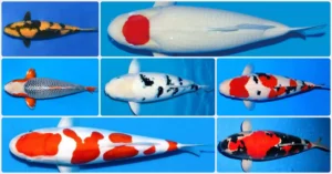 10+ Perlengkapan Kolam Ikan KOI yang Wajib Ada!