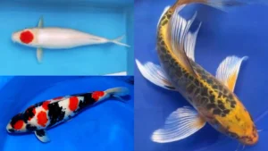 10+ Perlengkapan Kolam Ikan KOI yang Wajib Ada!