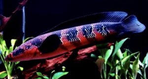 Ikan Channa Maru: Ciri-ciri, Habitan, Harga dan Cara Agar Tidak Gosong