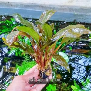 Tanaman Cryptocoryne: Habitat, Jenis, Cara Merawat dan Harganya