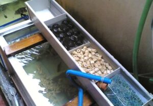Susunan Filter Aquarium agar Air Tetap Jernih dengan Efektif