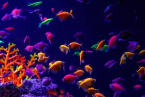 Ikan Glofish: Ciri-ciri, Habitat, Cara Merawat dan Harganya