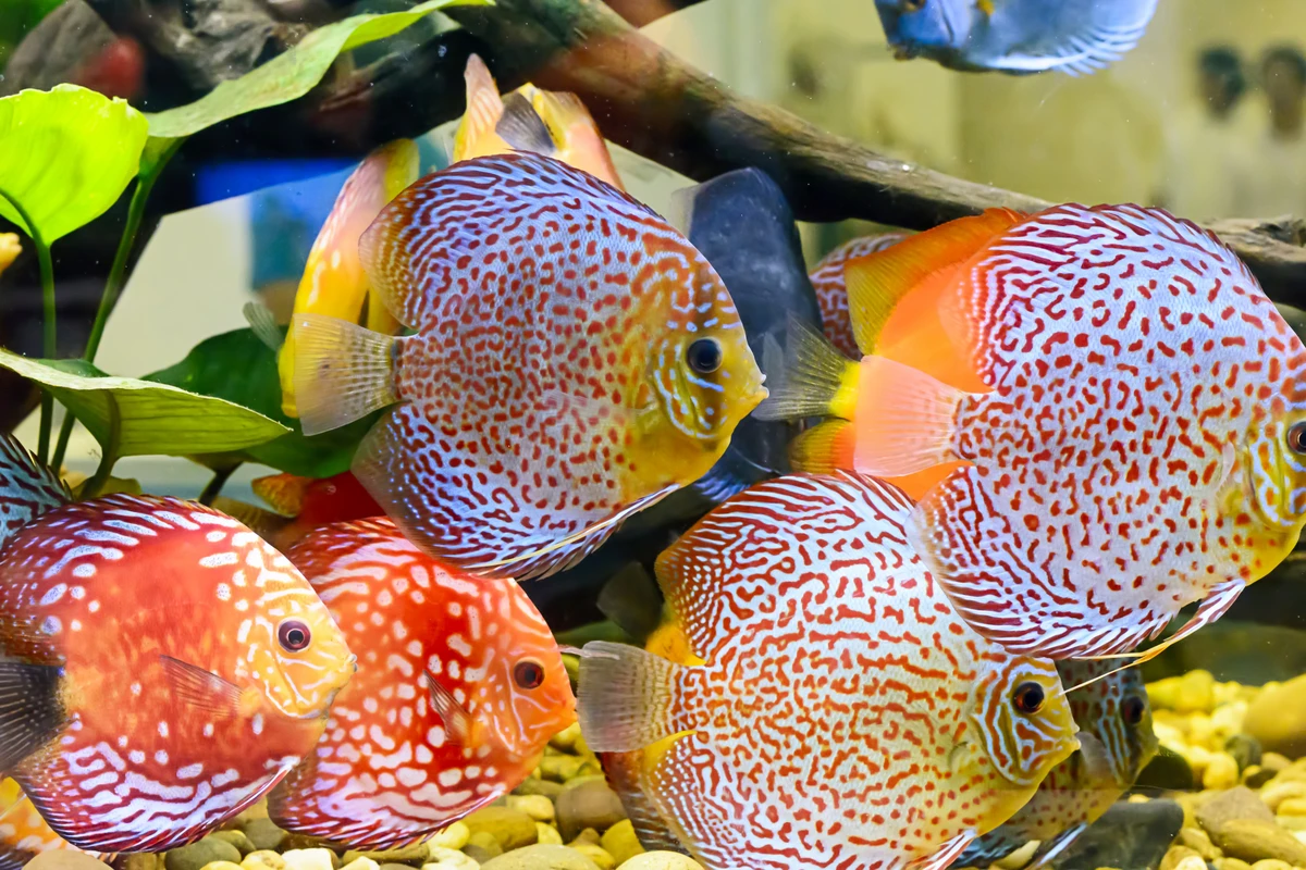 100 Jenis Ikan Hias Aquarium Tercantik dan Langka di Indonesia