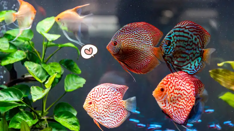100 Jenis Ikan Hias Aquarium Tercantik dan Langka di Indonesia