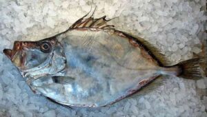 Ikan Dori: Ciri-ciri, Habitat, Resep Pilihan dan Harganya