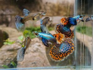 Ikan Gapi/Ikan Guppy: Ciri-ciri, Habitat, Cara Merawat dan Harganya