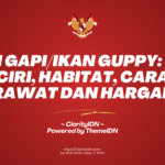 Ikan Gapi/Ikan Guppy: Ciri-ciri, Habitat, Cara Merawat dan Harganya