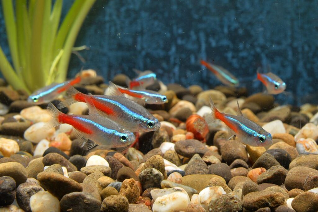 Ikan Neon: Ciri-ciri, Habitat, Cara Merawat dan Harganya