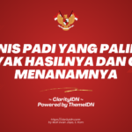 Jenis Padi yang Paling Banyak Hasilnya dan Cara Menanamnya