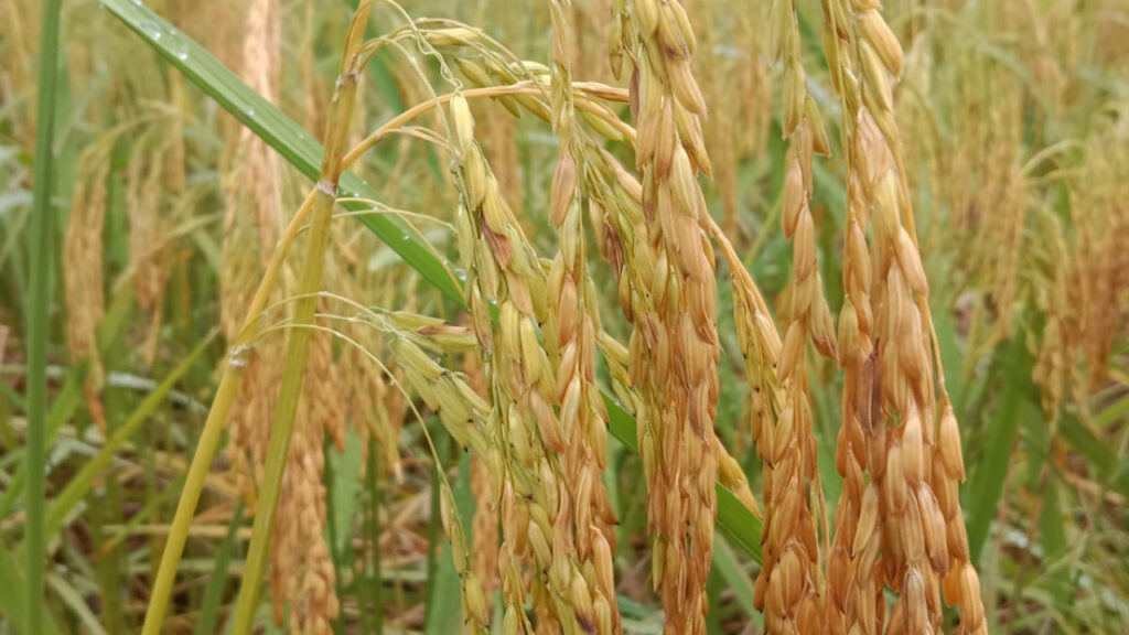 Jenis Padi yang Paling Banyak Hasilnya dan Cara Menanamnya