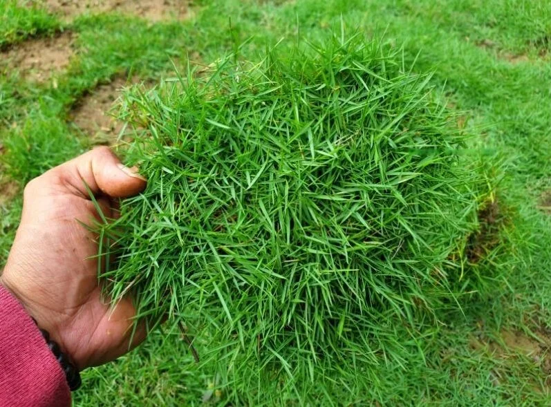 Rumput Jepang: Syarat Tumbuh, Pilihan Pupuk dan Harganya