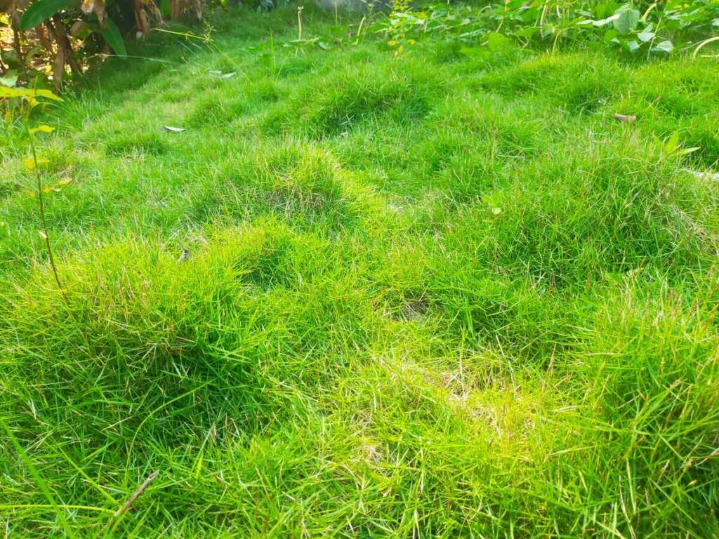 Rumput Jepang: Syarat Tumbuh, Pilihan Pupuk dan Harganya