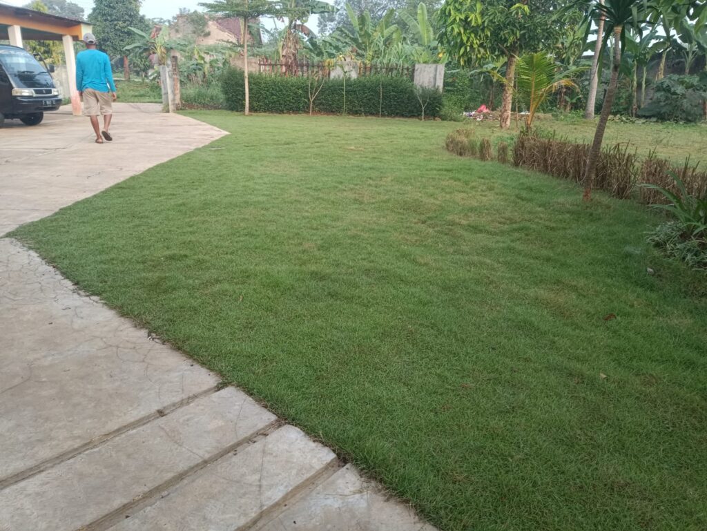 Rumput Jepang: Syarat Tumbuh, Pilihan Pupuk dan Harganya