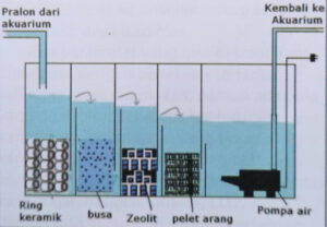 Susunan Filter Aquarium agar Air Tetap Jernih dengan Efektif
