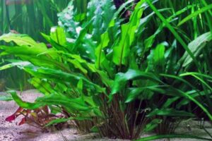 Tanaman Cryptocoryne: Habitat, Jenis, Cara Merawat dan Harganya