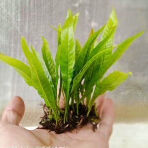 Tanaman Java Fern: Habitat, Jenis, Harga dan Cara Merawatnya