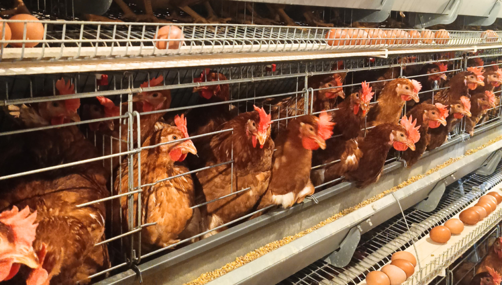 Usaha Ayam Petelur: Biaya, Pakan, Tips dan Vitaminnya