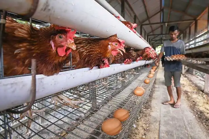 Usaha Ayam Petelur: Biaya, Pakan, Tips dan Vitaminnya