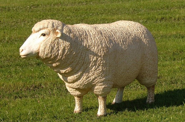 Kandang Domba: Jenis, Ukuran Bahan dan Kisaran Harga Pembuatannya