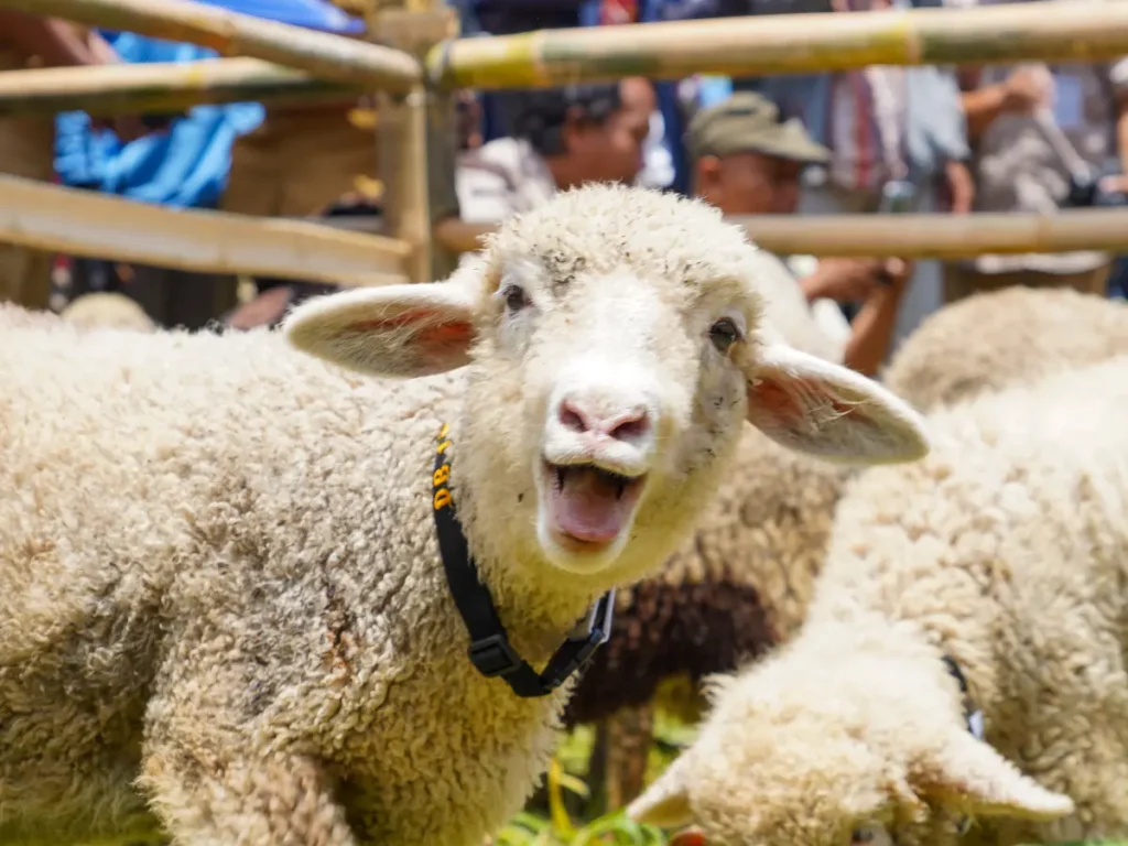 Kandang Domba: Jenis, Ukuran Bahan dan Kisaran Harga Pembuatannya