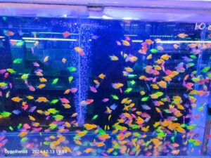 Ikan Glofish: Ciri-ciri, Habitat, Cara Merawat dan Harganya