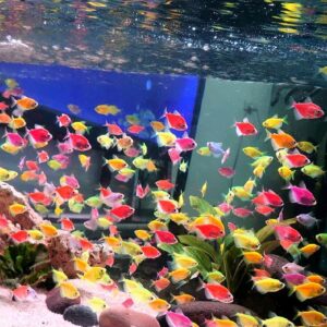 Ikan Glofish: Ciri-ciri, Habitat, Cara Merawat dan Harganya