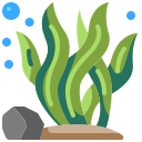 20 Jenis Ikan Pembersih Aquarium, Pemakan Lumut dan Kotoran