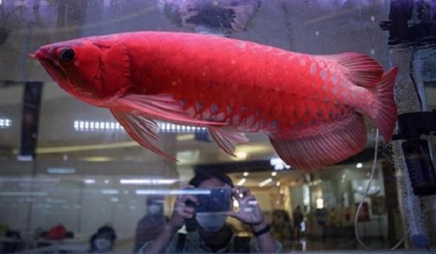 Ikan Siluk Merah: Ciri-ciri, Pakan, Habitat dan Kondisi Spesies Saat Ini