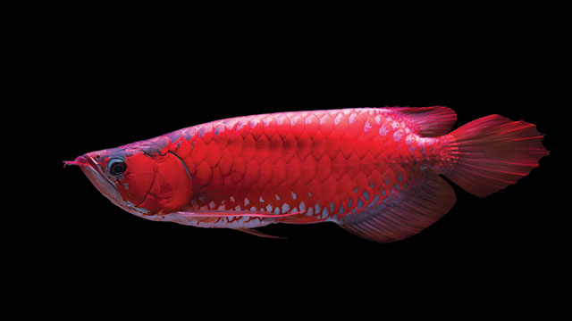 Ikan Siluk Merah: Ciri-ciri, Pakan, Habitat dan Kondisi Spesies Saat Ini