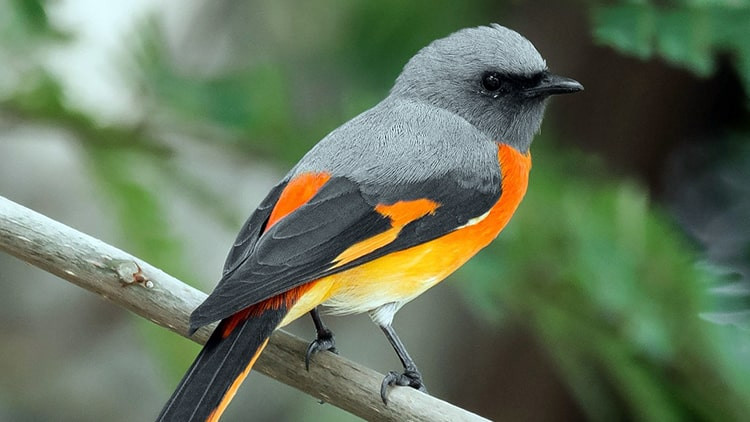 Burung Mantenan: Ciri-ciri, Jenis, Pakan dan Harga Jualnya