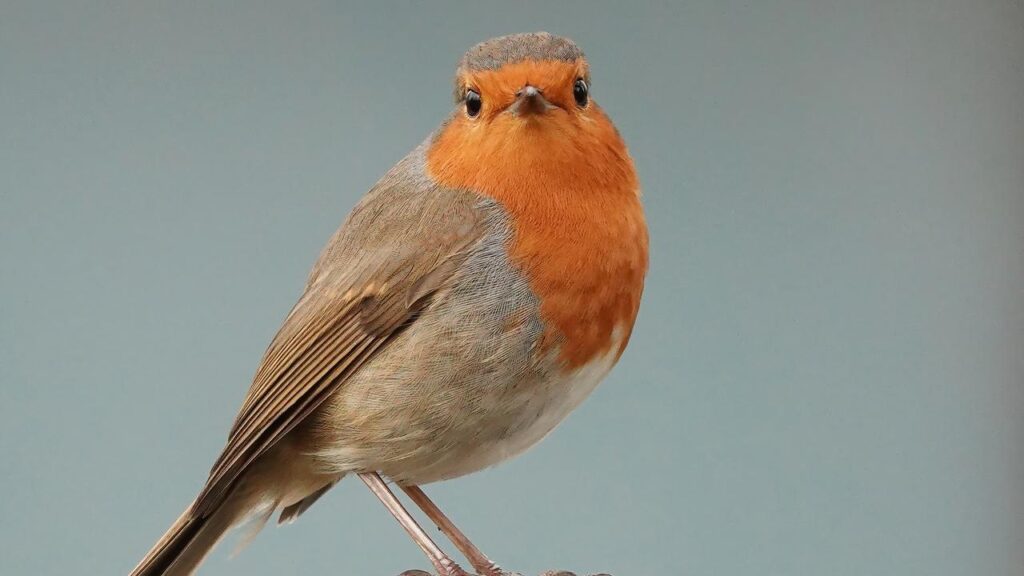 Burung Mantenan: Ciri-ciri, Jenis, Pakan dan Harga Jualnya