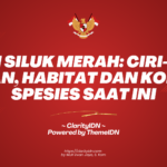 Ikan Siluk Merah: Ciri-ciri, Pakan, Habitat dan Kondisi Spesies Saat Ini